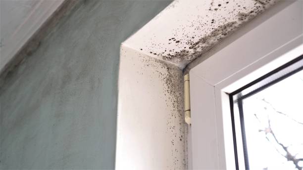 Best Mold Testing and Inspection Services in Pinedale, WY