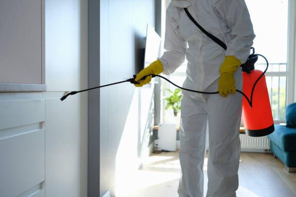 Best Black Mold Remediation in Pinedale, WY