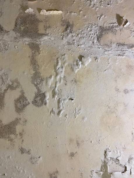 Best Commercial Mold Remediation in Pinedale, WY