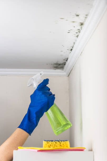 Best Mold Remediation for Schools in Pinedale, WY